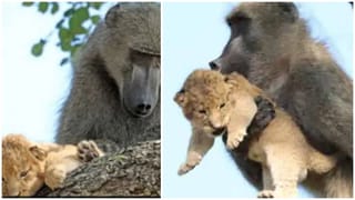 Shocking: మొక్క కాదు “యమపాశం’..తాకితే తగలబెడుతుంది.. అసలు ఎందుకో తెలుసా.?