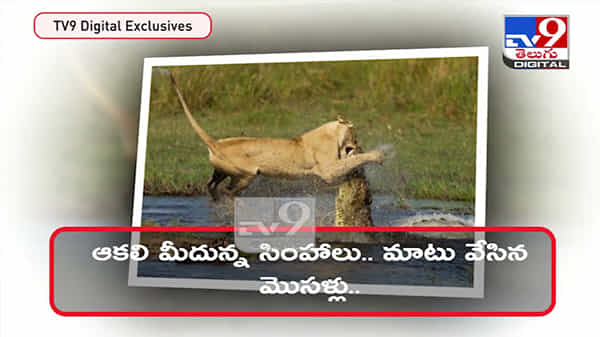 ఆకలి మీదన్న సింహాలు.. మాటు వేసిన మొసళ్లు.. ఒళ్లు గగుర్పొడిచే వీడియో వైరల్..:Lion And crocodile fightingViral Video