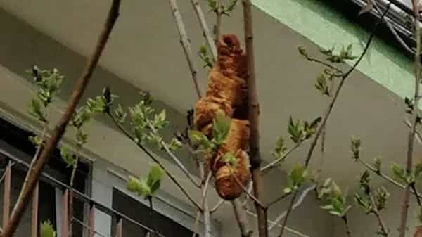 Headless Creature: తల తోక లేని వింతజంతువు అంటూ ఓ మహిళ హంగామా.. అసలు విషయం తెలిసాక నవ్వులే నవ్వులు