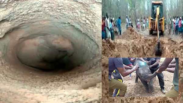 Amazing Video: పాపం గున్న ఏనుగు దారి తప్పింది.. బావిలో పడింది.. బయటకు తీసిన తర్వాత ఏమైందంటే...