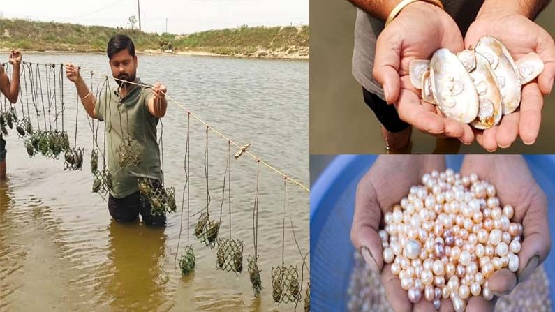 farming golden pearls