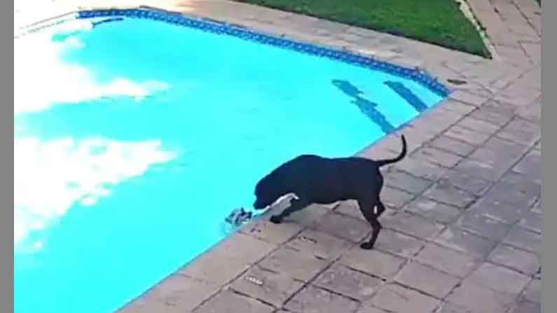 Hero Dog: స్విమ్మింగ్ పూల్ పడిపోయిన పమేరియన్.. అది చూసిన దాని ఫ్రెండ్ ఏం చేసిందో చూస్తే ఫిదా అయిపోతారు Viral Video