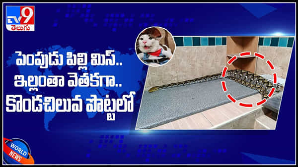 ఇంట్లో పెంపుడు పిల్లి మిస్సింగ్..కట్ చేస్తే కొండచిలువ పొట్టలో దర్శనమిచ్చిన క్యాట్ : cat in python stomach video.