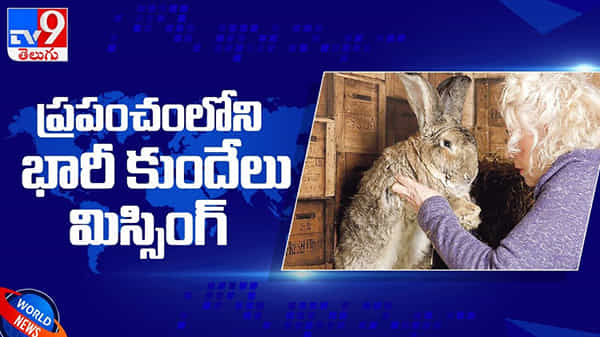 అతి పెద్ద కుందేలు కిడ్నాప్.. మిస్సింగ్ కేస్ ఫైల్ చేసిన యజమాని... ఆచూకి తెలిపిన వారికి భారీగా పారితోషకం... ( వీడియో )