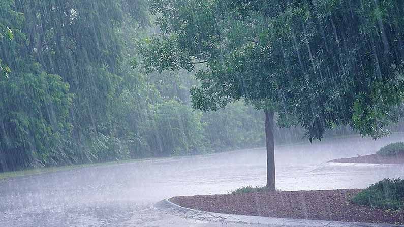 Tirumala heavy rain: తిరుమలలో ఎడతెరపిలేని వర్షం.. మొదటి ఘాట్ రోడ్డులో నేల కూలిన వృక్షం