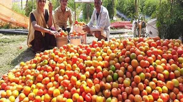 Vegetable prices : రైతుల కంట కన్నీరు.. చేతికొచ్చిన పంటను ట్రాక్టర్తో పొలంలోనే దున్నేస్తున్న వైనాలు