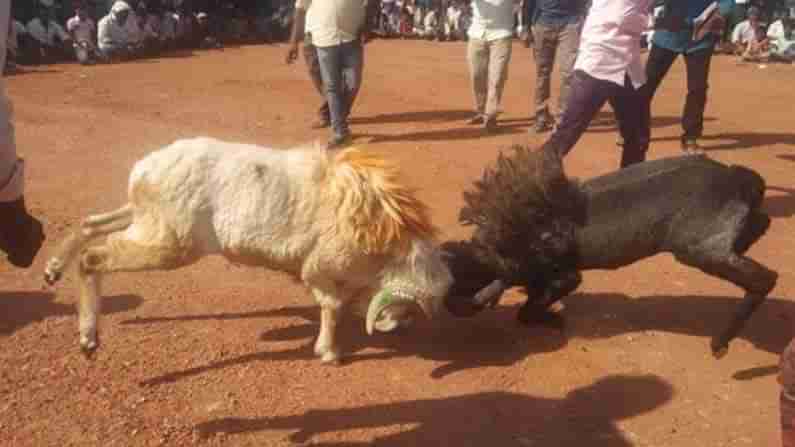 Illegal Rams fight: హైదరాబాద్ లో అక్రమంగా పొట్టేళ్ల పోటీలు.. అడ్డుకున్న పోలీసులు..