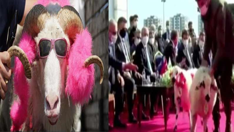 Sheep Fashion Show: గొర్రెలకు అందాల పోటీలు.. క్యాట్‌వాక్‌తో అదరగొట్టిన గొర్రెలు..  వీడియో వైరల్‌
