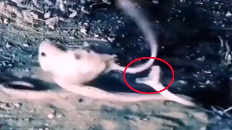 Shocking Video: నక్కి మరీ ఎలుకపై అటాక్ చేసిన పాము.. మూషికం వెనక కాళ్లతో తన్నితే స్నేక్ దిమ్మతిరిగింది