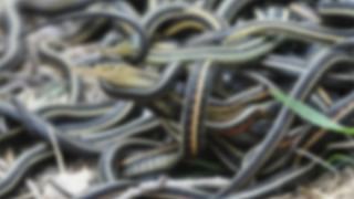 ఊరూ వాడా అందరినీ పిలిచాడు.. అంగరంగ వైభవంగా వేడుక చేశాడు.. ఎందుకో కారణం తెలిస్తే షాక్ అవుతారు..