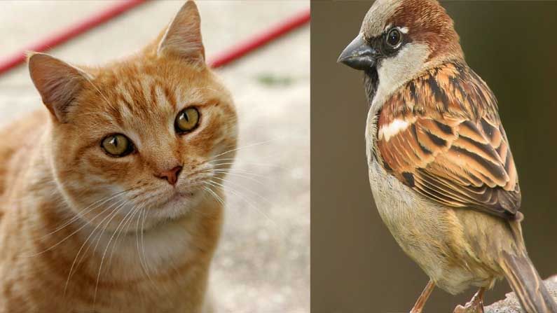 Sparrow Cat Video: పిల్లిపై పిచ్చుక ప్రాంక్.. ప్రాణం కాపాడుకోవడం కోసం భలే నాటకమాడిందే.. పక్షి ఐడియాకు ఫిదా..