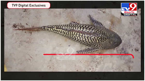 Sucker Fish: తూర్పుగోదావరి జిల్లా లో వింత చేప...!! డేంజర్ అంటున్న సైంటిస్టులు... ( వీడియో )