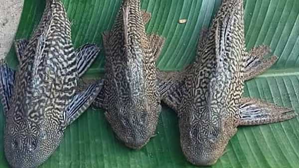 తూర్పుగోదావరి జిల్లా మానేపల్లిలో సక్కర్ ఫిష్ కలకలం.. తోటి చేపల్ని, జీవుల్నీ ఇది మింగేస్తుంది