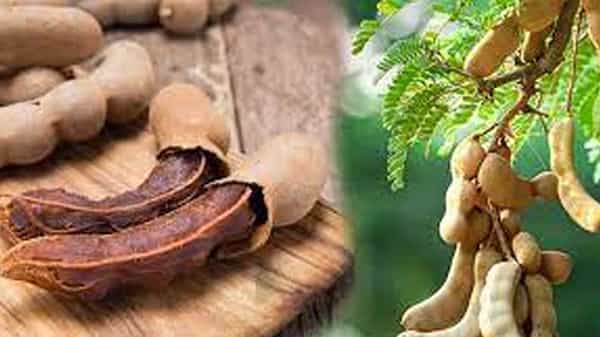 Tammrind Effect: మీరు చింతపండు అతిగా తింటున్నారా? ఈ విషయం తెలిస్తే పక్కా షాక్ అవుతారు..!