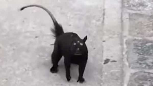 Viral Video: వామ్మో... ఇదేంటీ ఇలా ఉంది.! భయాందోళనకు గురి చేస్తోన్న మూడు కళ్ల వింత జీవి.. వైరల్ అవుతోన్న వీడియో..