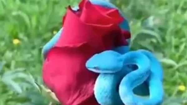 Viral Video : ఎరుపు గులాబీ చుట్టూ నీలం రంగు పాము..! చూస్తే ఆశ్చర్యపోతారు.. వైరల్ అవుతున్న వీడియో..