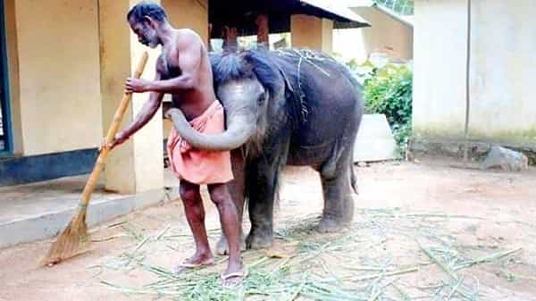 Viral Photo: తన కేర్ టేకర్ ను వాటేసుకున్న గున్న ఏనుగు.. ఫోటో వైరల్!