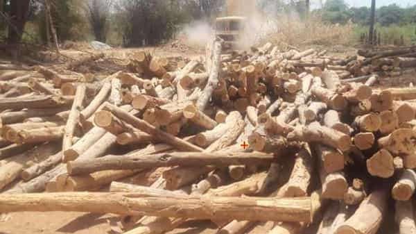 Cutting down trees : కీసర మండలంలో అనుమతి లేకుండా చెట్లు కొట్టినందుకు ఫైన్ ఎంతో తెలుసా.. అక్షరాలా లక్షల్లోనే..!