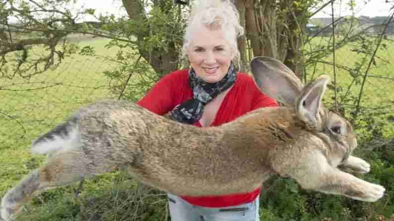World-record rabbit: ప్రపంచంలోని అతిపెద్ద కుందేలు మిస్సింగ్.. ఆచూకి తెలిపిన వారికి భారీగా పారితోషకం