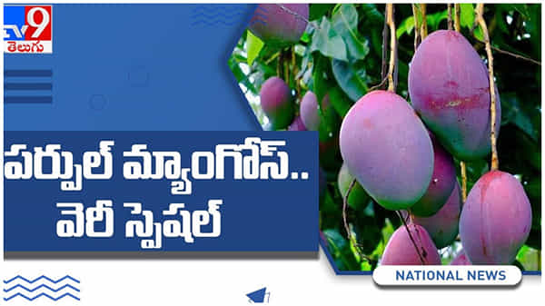 Tommy Atkins: అమెరికా మామిడిని ఇండియాలో పండిస్తున్న రైతులు. ఏంటి వాటి ప్రత్యేకత...? ( వీడియో )
