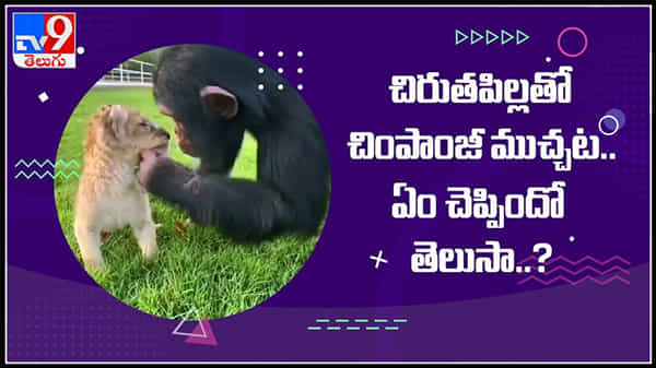 Video Viral :నీ మూతి , తోక ఏంట్రా ఇలా ఉన్నాయి.చిరుతపిల్లతో చింపాంజీ ముచ్చట్లు..వైరల్ అవుతున్న వీడియో..