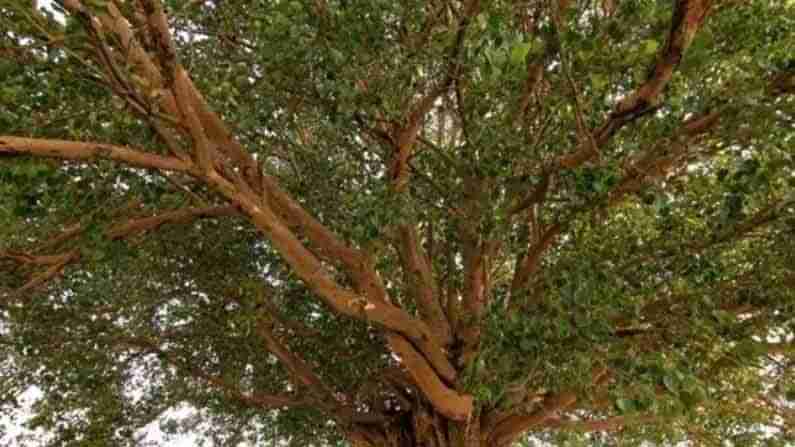 Oxygen Trees: మన పర్యావరణంలో ఆక్సిజన్ విరివిగా అందించే ఆరు చెట్లు ఇవే..ఆక్సిజన్ కొరత సందర్భంగా ఇది మీకోసం..