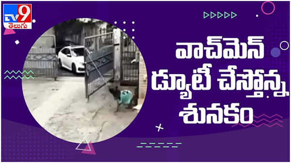 viral video: వాచ్మెన్ అవతారమెత్తిన కుక్క...!! సోషల్ మీడియా లో వైరల్గా మారిన శునకం వీడియో..
