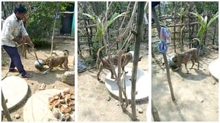 బీరు కంపెనీకి బ్రాండ్ అంబాసిడర్‏గా కుక్క.. జీతం రూ.15 లక్షలు.. రూ. 60 వేల ఇన్సూరెన్స్.. ఎక్కడంటే..