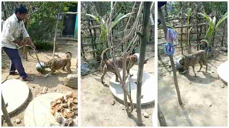 అయ్యోపాపం.. నీళ్లు కోసం వచ్చి కుక్క.. ఎరుక్కపోయి... ఇరుక్కుపోయింది.!