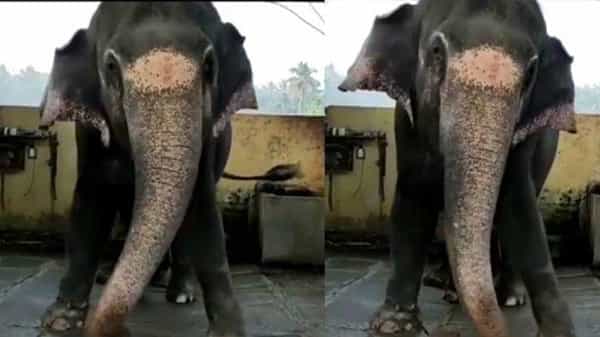 Viral Video: సుశాంత్ మూవీ నమో నమో శంకర సాంగ్కు ఏనుగు ఓ రేంజ్లో డ్యాన్స్.. వీడియో వైరల్