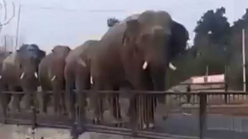 Elephant March: గంగా నదిలో పుణ్య స్నానం కోసం క్యూ కట్టిన ఏనుగులు..మురిసిపోతున్న నెటిజన్లు.. Viral Video