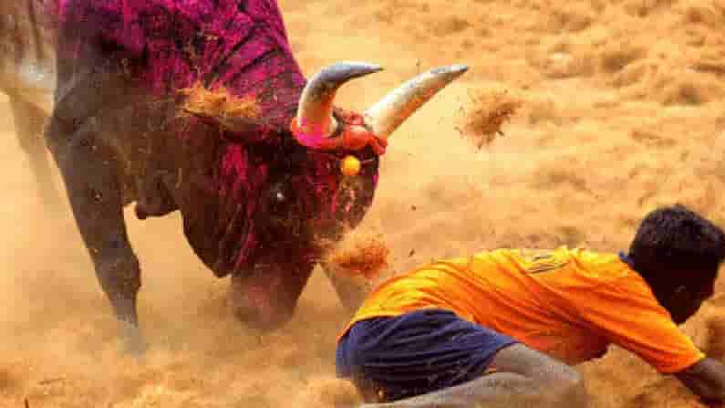 జల్లికట్టులో అపశ్రుతి.. కానిస్టేబుల్ ను కొమ్ములతో కుమ్మిన ఎద్దు.. పరిస్థితి విషమం