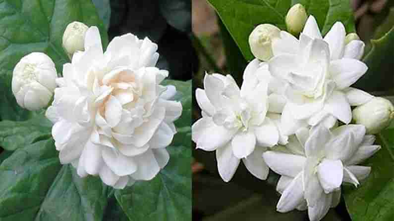 Jasmine Benefits: పరిమళాన్ని, ఆహ్లాదాన్ని ఇచ్చే మల్లెలు... కళ్ళకు, మనసు ఎంత ఆరోగ్యాన్ని ఇస్తాయో తెలుసా..!