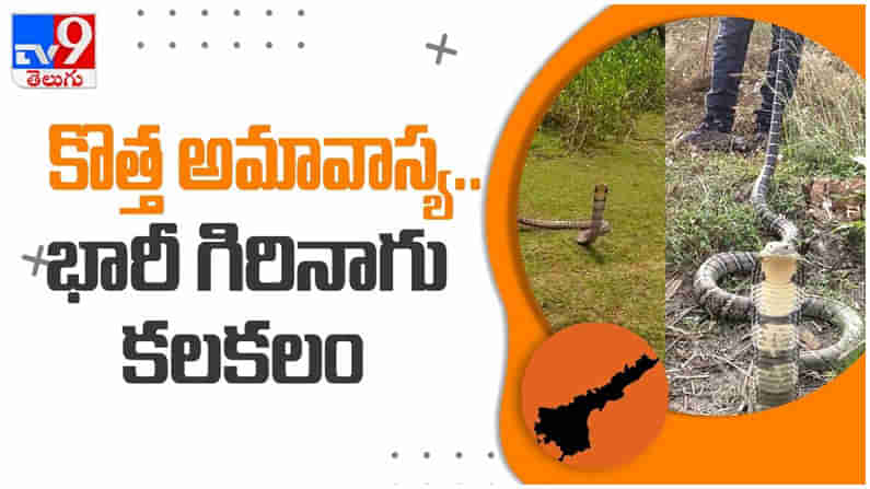 విశాఖ జిల్లా మాడుగులలో ఓ ఇంటి బయట కింగ్‌ కోబ్రా...!! భయంతో జనం పరుగులు... ( వీడియో )