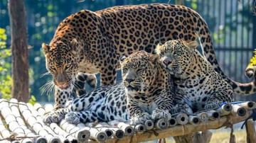 Leopard: చిరుత పులుల సంఖ్య పెరిగింది..తొలిసారిగా అధికారిక లెక్కలు వెల్లడించిన కేంద్ర ప్రభుత్వం..తెలుగు రాష్ట్రాల్లో ఎన్ని ఉన్నాయంటే..