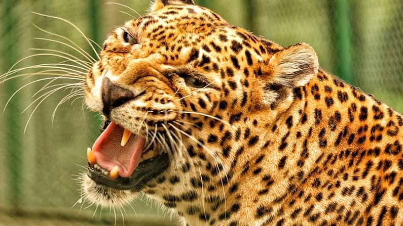 Leopard attack: మేకల మంద పై దాడి చేసిన చిరుత.. భయాందోళనకు గురవుతున్న ప్రజలు..