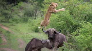 Rare Bird: ఆశ్చర్యాన్ని కలిగిస్తున్న అరుదైన పక్షి.. హిమాలయా పర్వతాల్లో కనుగొన్న శాస్త్రవేత్తలు