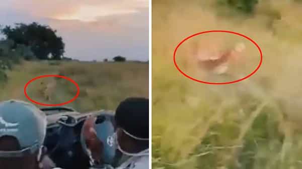 Scary Video: ఆకలి మీదున్న సింహం వేట.. లైవ్లో వీక్షించిన పర్యాటకులు.. చివరికి ఏం జరిగిందంటే.!