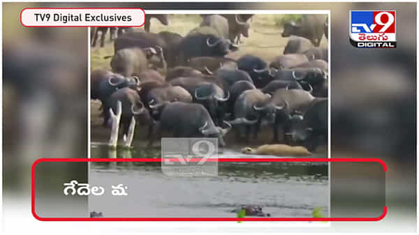Shocking Video: సింహాన్ని చీల్చి చెండాడిన గేదెలు..!! సింహం స్పాట్ డెత్... ( వీడియో )