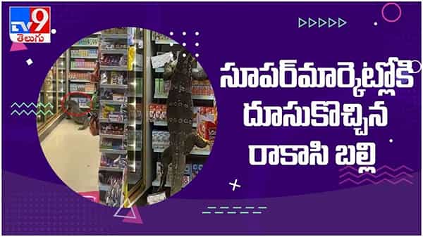 viral video: థాయ్‌లాండ్ లోని ఒక సూపర్‌మార్కెట్లోకి దూసుకొచ్చిన రాకాసి బల్లి..!! వైరల్ వీడియో..