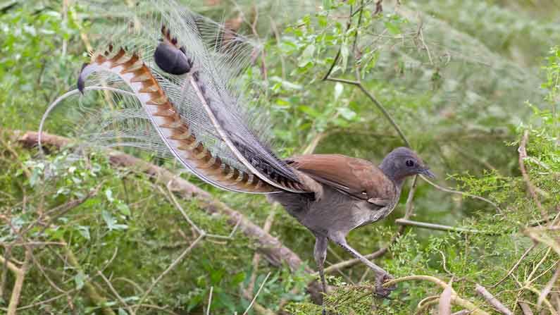 Superb Lyrebird: కోడి, నెమలి కలయిక ఈ పక్షి.. అనేక గొంతులను మిమిక్రీ చేయడమే ఈ పక్షి స్పెషల్. .ఎక్కడంటే..!
