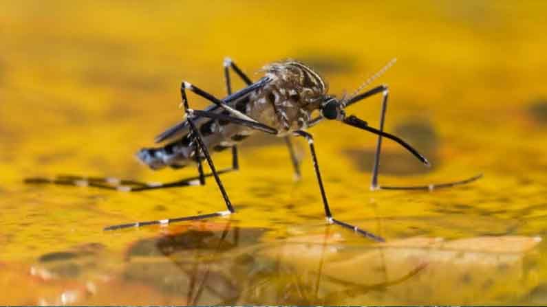 Malaria Vaccine: ఇకపై మలేరియా వ్యాధికి చెక్..  ప్రపంచంలోనే మొదటిసారి అందుబాటులోకొచ్చిన వ్యాక్సిన్