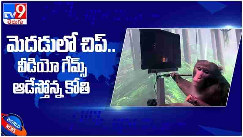 Elon Musks Brain Chip: కోతి మెదడులో చిప్...!!  కంప్యూటర్ గేమ్స్ ఆడేస్తోందిగా... ( వీడియో )