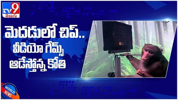 Elon Musks Brain Chip: కోతి మెదడులో చిప్...!! కంప్యూటర్ గేమ్స్ ఆడేస్తోందిగా... ( వీడియో )