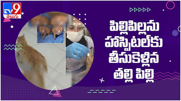 ట్రీట్మెంట్ కోసం తన పిల్లలను హాస్పిటల్ కి తీసుకెళ్లిన తల్లి పిల్లి...!! వైరల్గా మారిన వీడియో