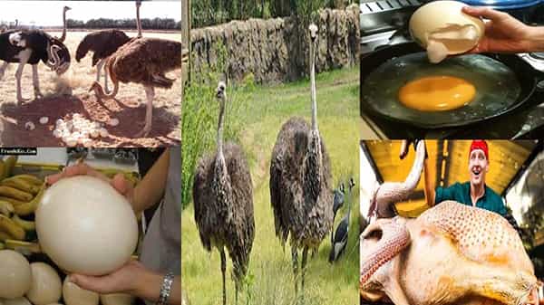 Ostrich Bird Egg Food: ప్రపంచంలోనే అతి పెద్ద గుడ్డు.. ఈ గుడ్డు 15 మంది వరకూ ఫుడ్డు.. ఎన్ని పోషకాలుంటాయో తెలుసా..!