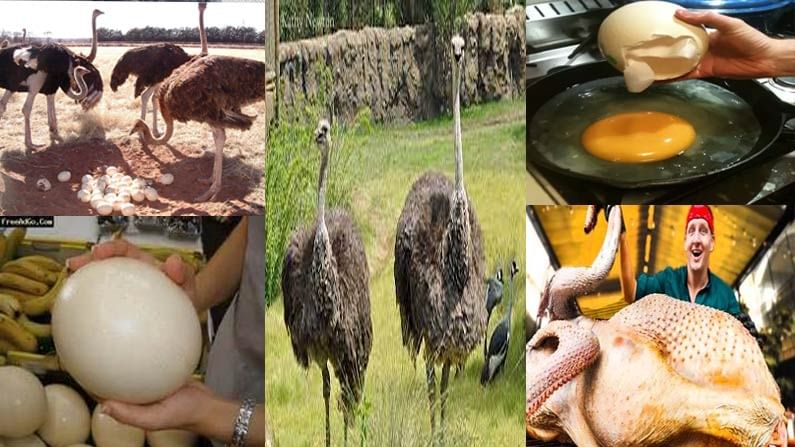 Ostrich Bird Egg Food: ప్రపంచంలోనే అతి పెద్ద గుడ్డు.. ఈ గుడ్డు 15 మంది వరకూ ఫుడ్డు..  ఎన్ని పోషకాలుంటాయో తెలుసా..!