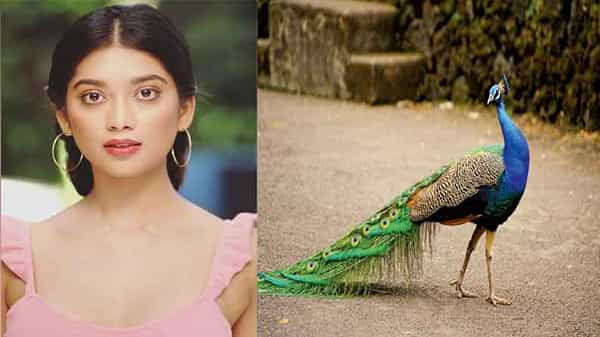 మయురంతో ఆటలాడపోయిన ముద్దుగుమ్మ.. అంతలోనే ఉహించని ఘటన.. షాక్ తిన్న హీరోయిన్..