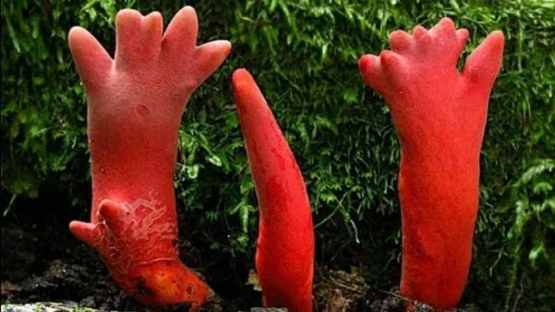 Poisonous Mushroom: ప్రపంచంలో ఇది అత్యంత విషపూరితమైన పుట్టగొడుగు.. దీన్ని తాకినా కూడా ఔట్