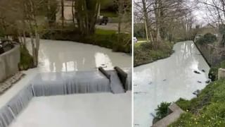 Scary Video: ఆకలి మీదున్న సింహం వేట.. లైవ్‌లో వీక్షించిన పర్యాటకులు.. చివరికి ఏం జరిగిందంటే.!